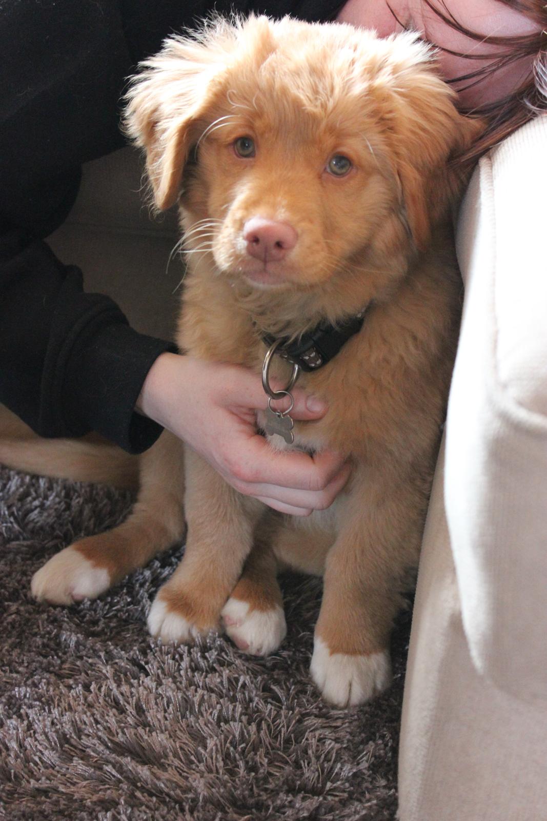 Nova scotia duck tolling retriever Mika "Himmelhund"  billede 40