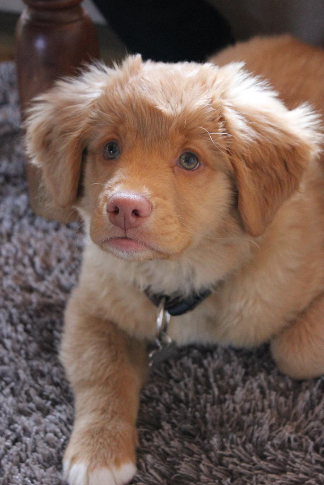Nova scotia duck tolling retriever Mika "Himmelhund"  billede 35
