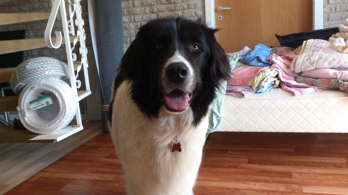 Landseer Iza - Det her er min hundemor, Gry. billede 2