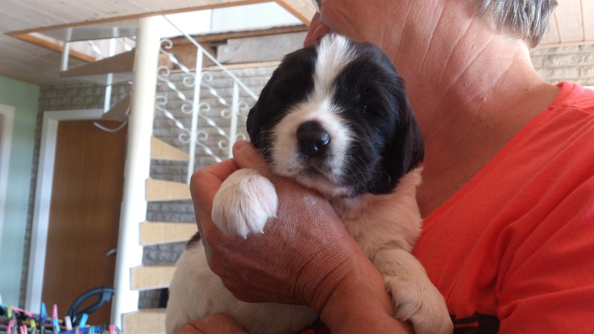 Landseer Iza - Hejsa, det er mig de kalder Iza og her er jeg næsten 3 uger. billede 1