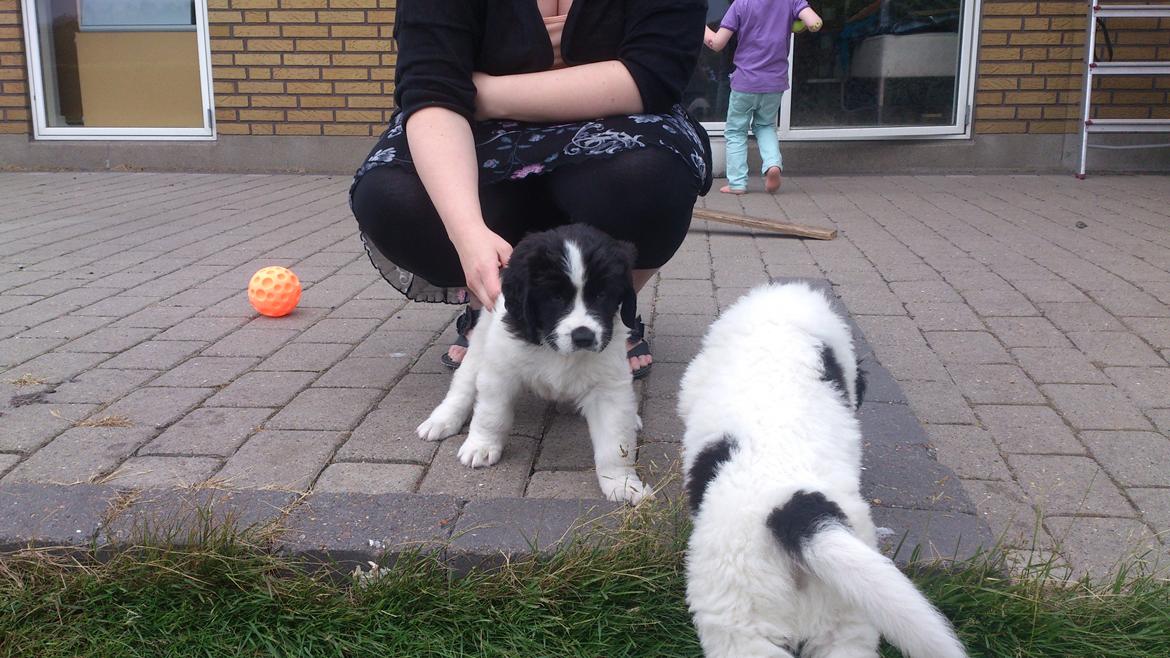 Landseer Iza - og her er jeg 6 uger og min nye mor i gang med at ta en milliard billeder af mig. billede 3