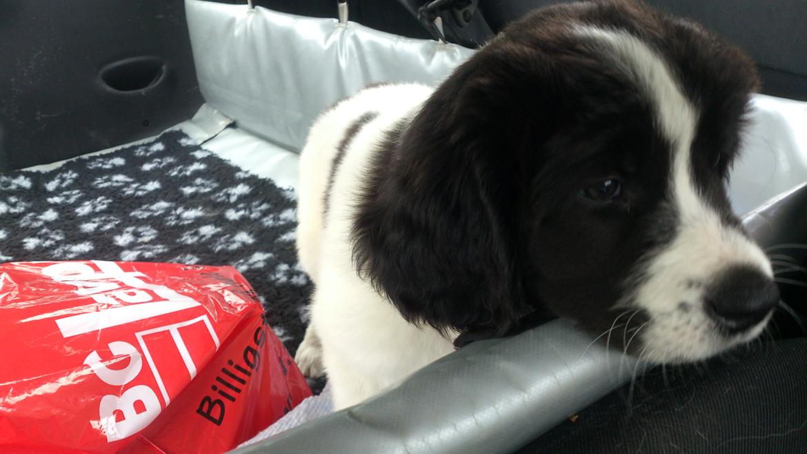 Landseer Iza - På vej hjem til min nye familie. billede 4