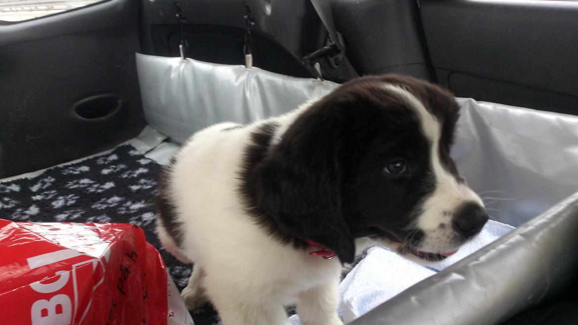 Landseer Iza - Jeg glæder mig til at møde mine nye søstre billede 5