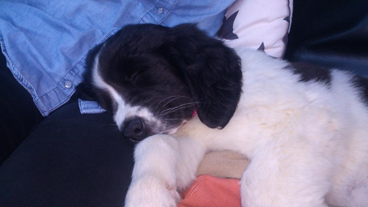 Landseer Iza - Pyhh,, første dag var godt nok fuld af indtryk,,,ZZzzzz billede 6