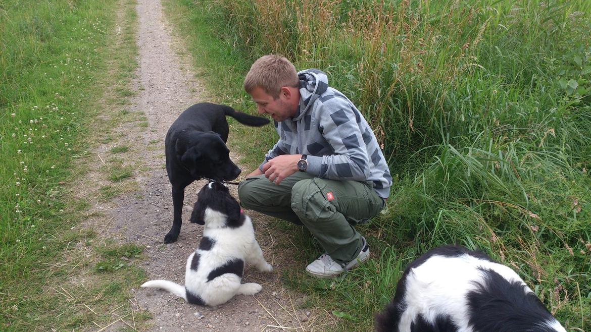 Landseer Iza - Her møder jeg Zippo og det var jeg også bare helt vild sej til. billede 7