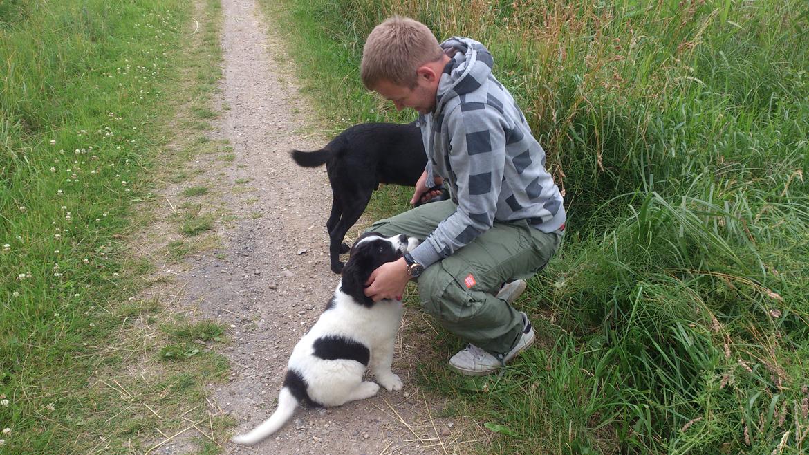 Landseer Iza - Det her er min første rigtige gåtur og jeg synes det er vildt sjovt. billede 8