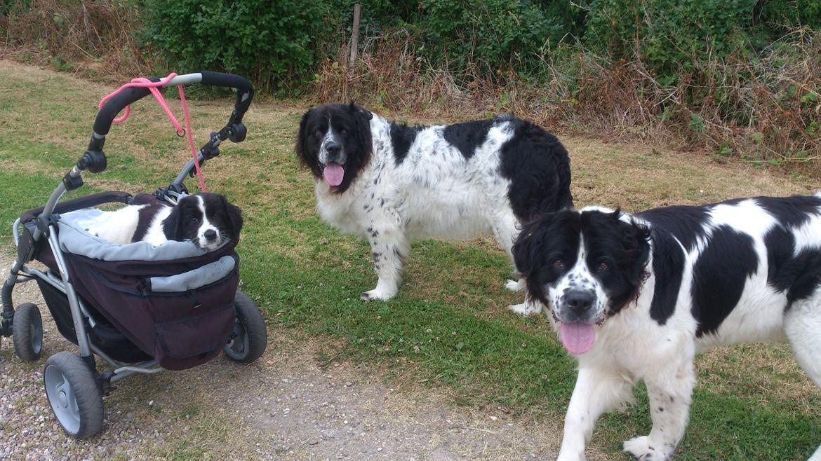 Landseer Iza - og jeg syntes først at min nye mor var underlig og satte mig i den her hundekurv med hjul,,for jeg har jo altså lært at gå , men jeg synes nu alligevel den var meget rar da jeg pludselig blev træt,,og så er der faktisk en ret go' udsigt fra den :) billede 9