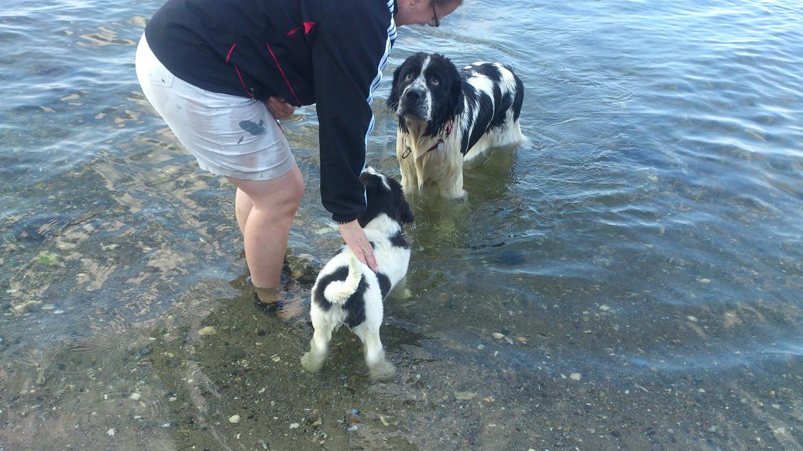 Landseer Iza - TÆNK sig engang at der virkelig findes så meget vand man ikke må drikke !!! billede 10