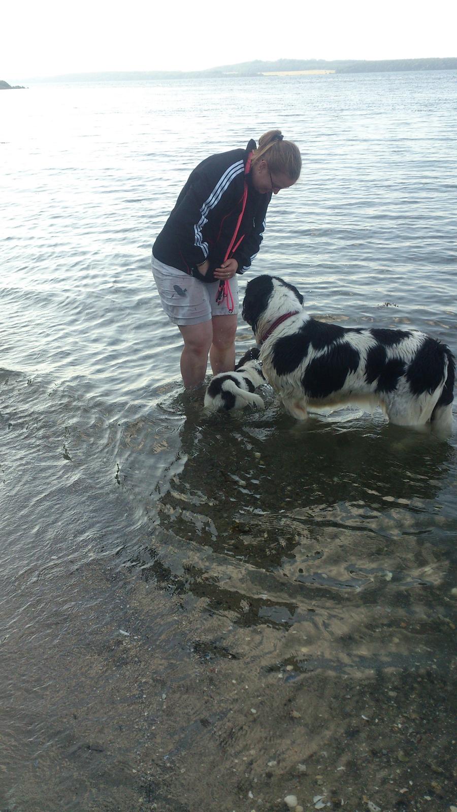 Landseer Iza - og Ayla siger til mig at man kan gå i vandet uden at røre jorden,,.,aaahhhh, hun kan nogle historier , ha ha :o) billede 11