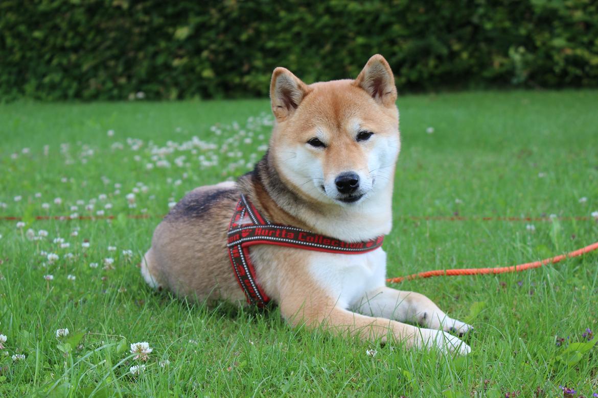 Shiba Aikou - Aikou 19 md gammel  - og fået sin pels tilbage billede 1