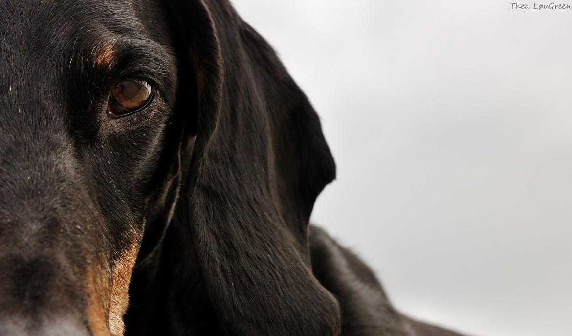 Gravhund ......Jaques.....;) (Himmelhund) - Dav i stuen HG og velkommen til min profil. Sæt jer godt til rette, føl jer endelig hjemme, og bliv gerne hængende et stykke tid så sørger jeg for underholdningen :) Up close Juli 13 billede 1