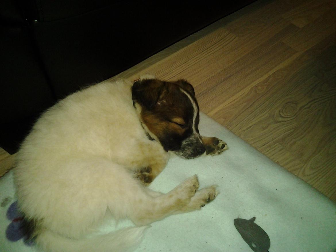 Blanding af racer Ziva billede 1