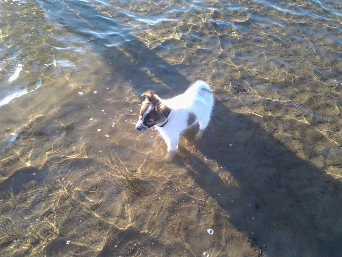 Blanding af racer Ziva billede 4