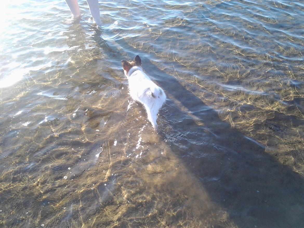 Blanding af racer Ziva billede 5