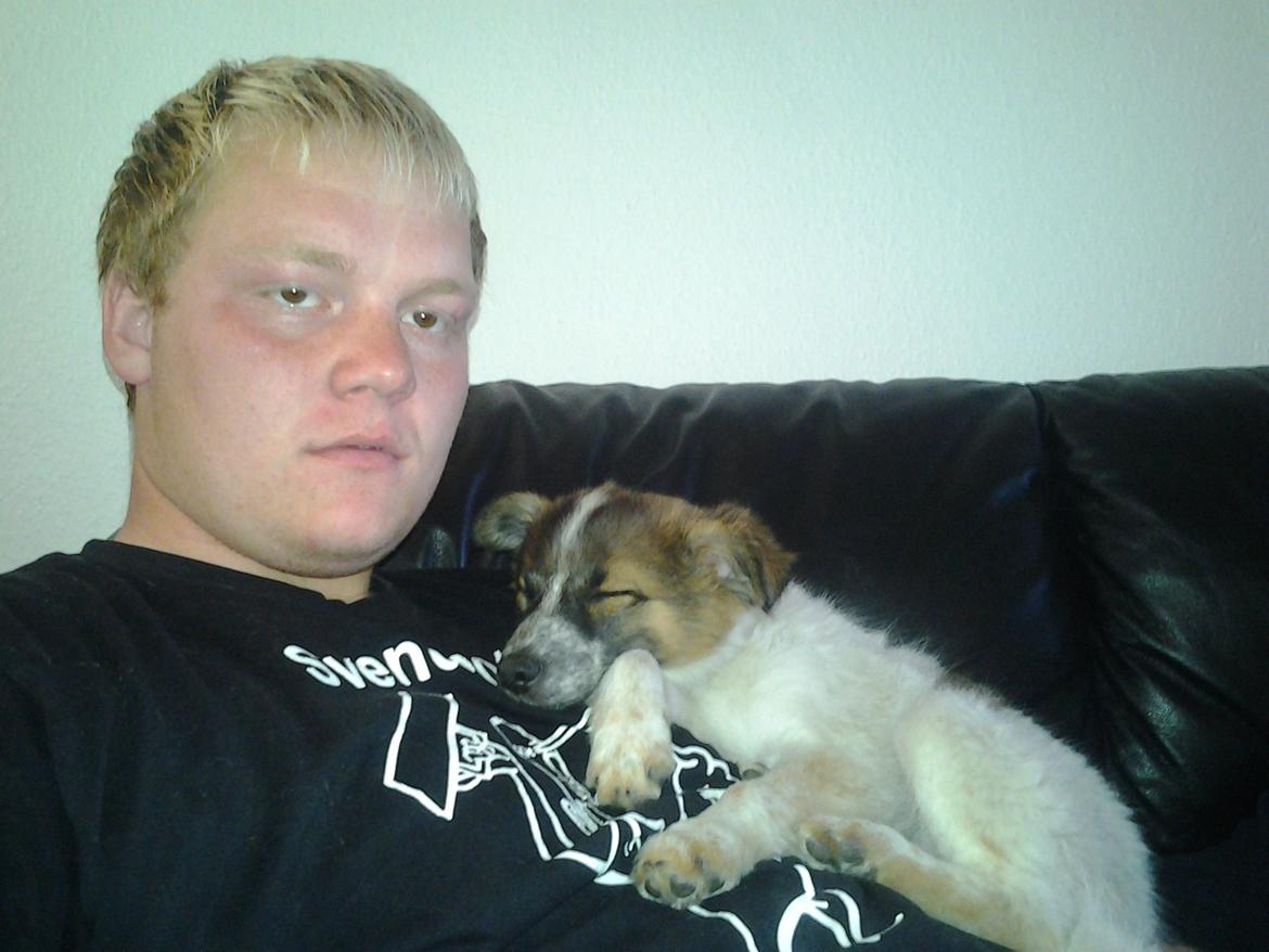 Blanding af racer Ziva billede 6