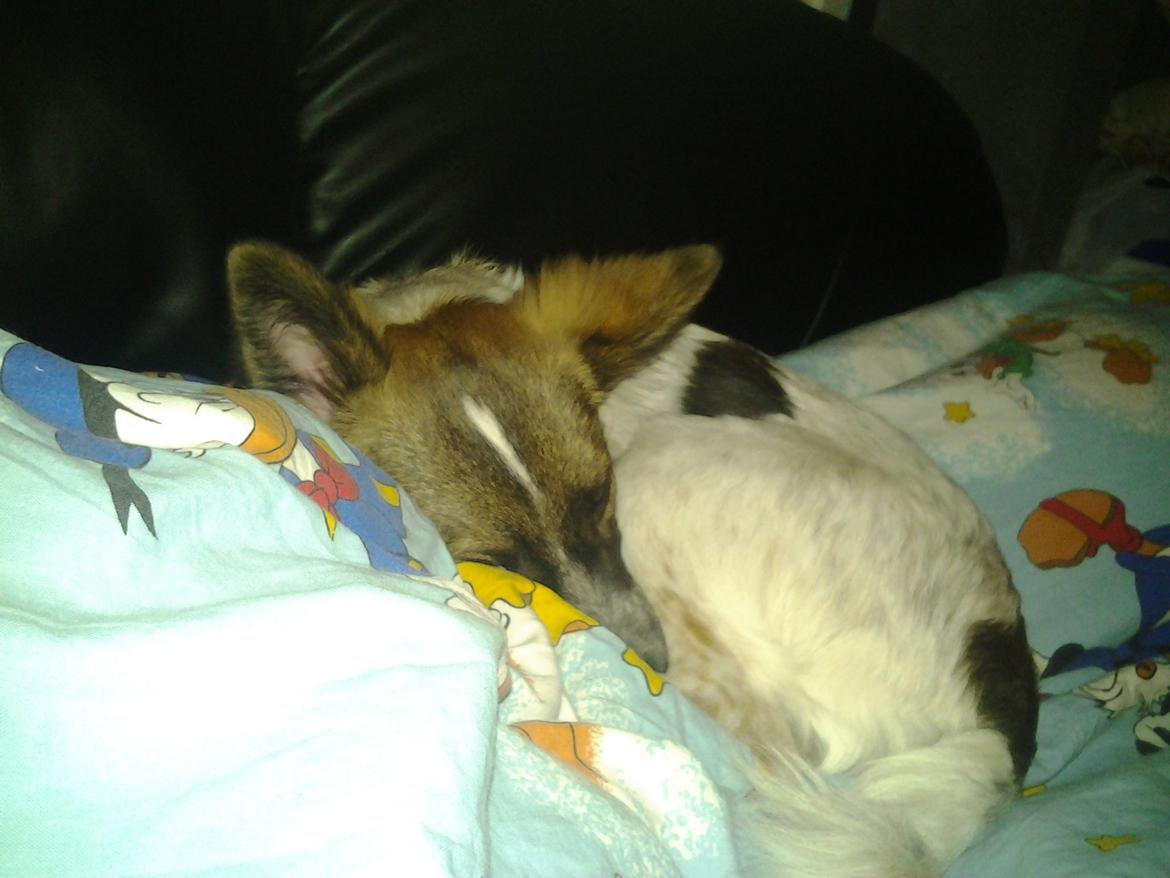 Blanding af racer Ziva billede 7