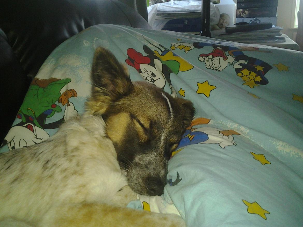 Blanding af racer Ziva billede 8