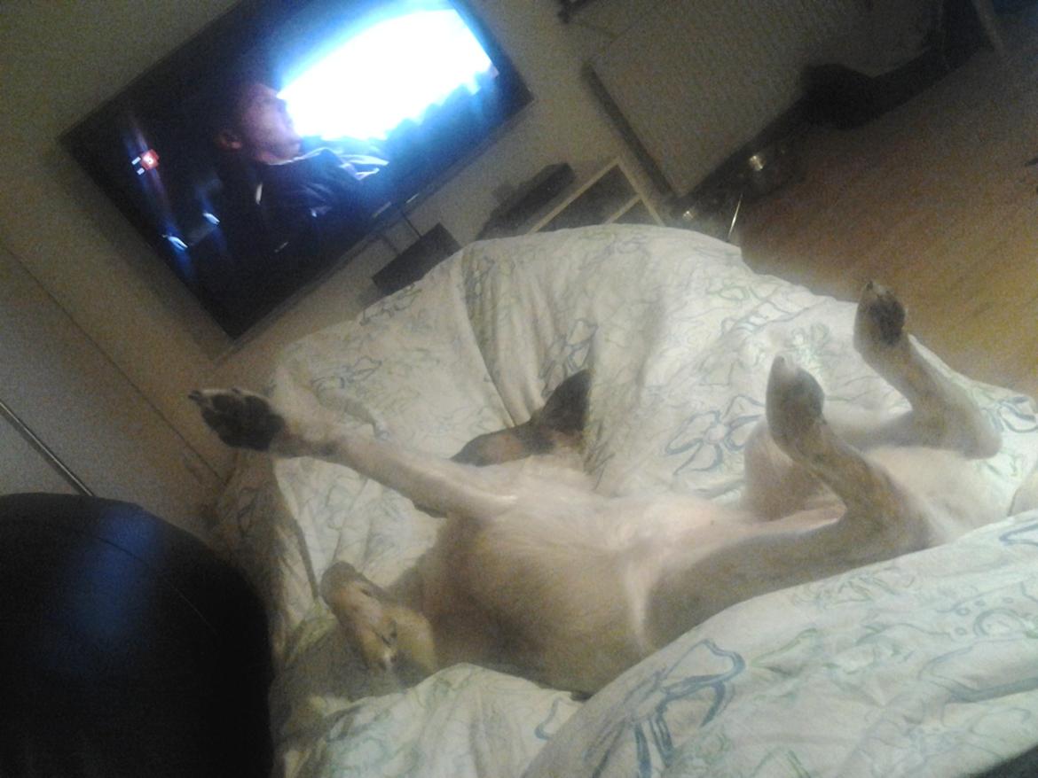 Blanding af racer Ziva billede 9