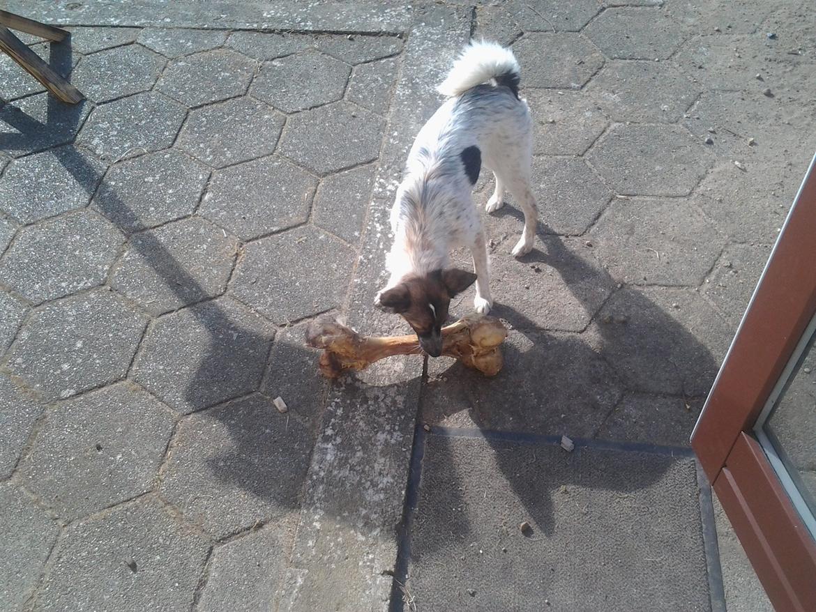 Blanding af racer Ziva billede 10