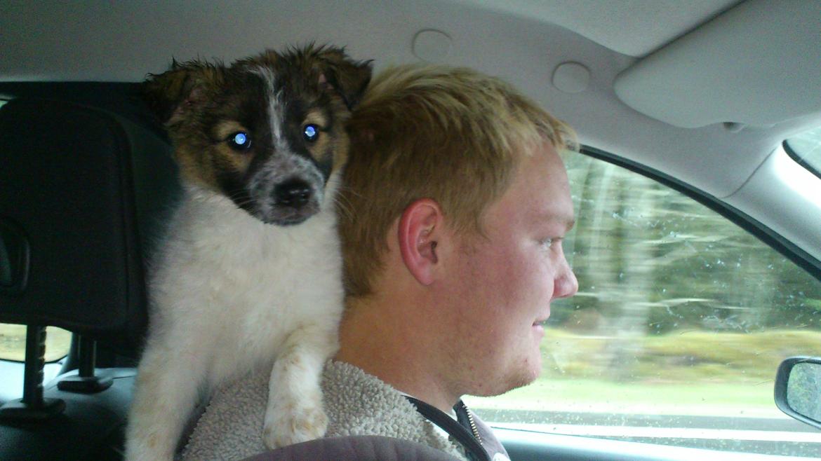 Blanding af racer Ziva billede 11