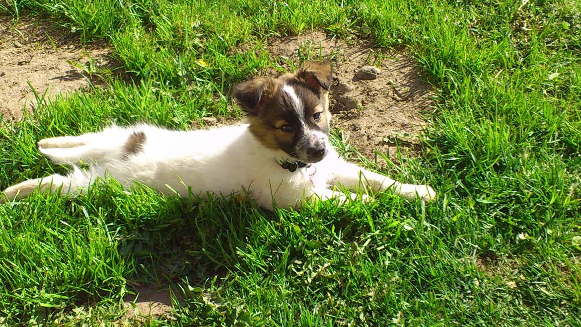 Blanding af racer Ziva billede 12