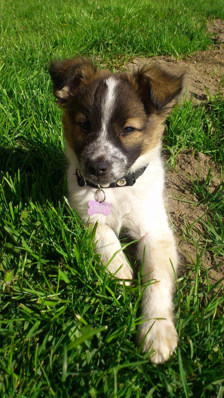 Blanding af racer Ziva billede 13