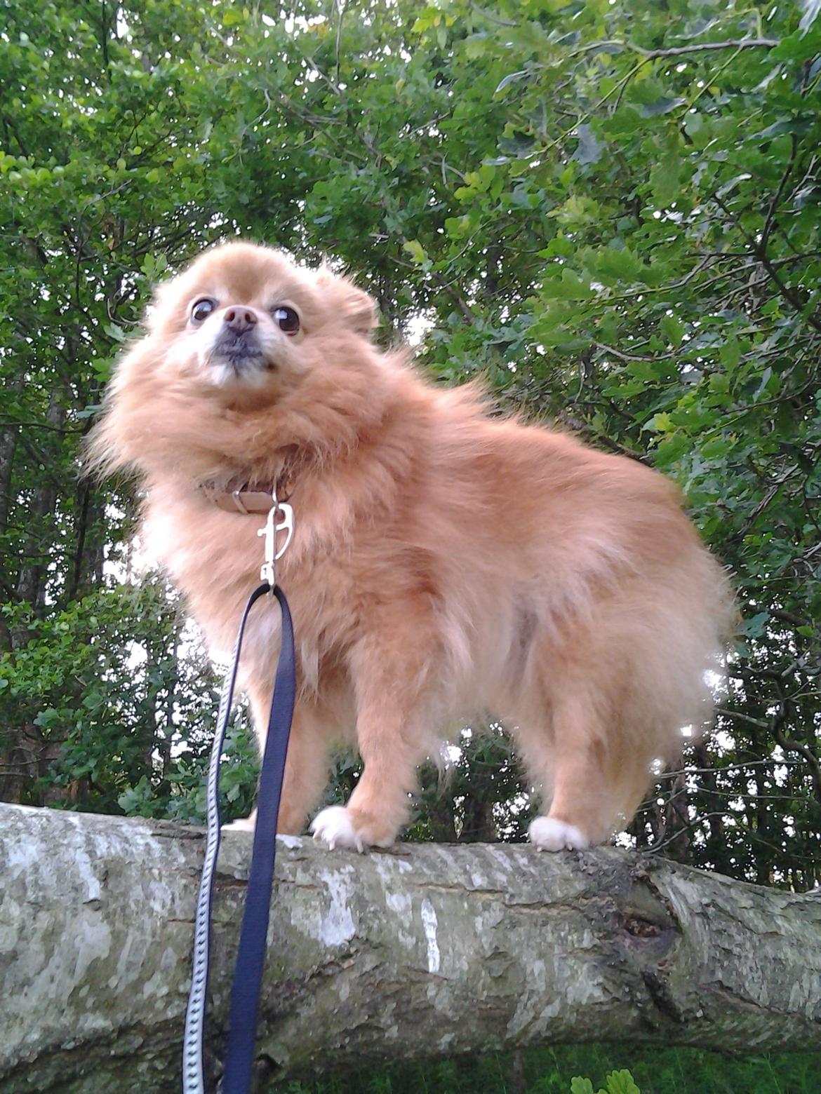 Pomeranian Bonnie billede 11