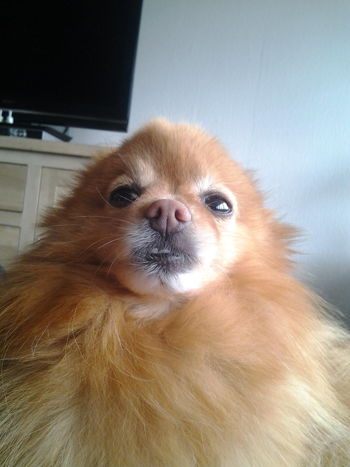 Pomeranian Bonnie billede 13