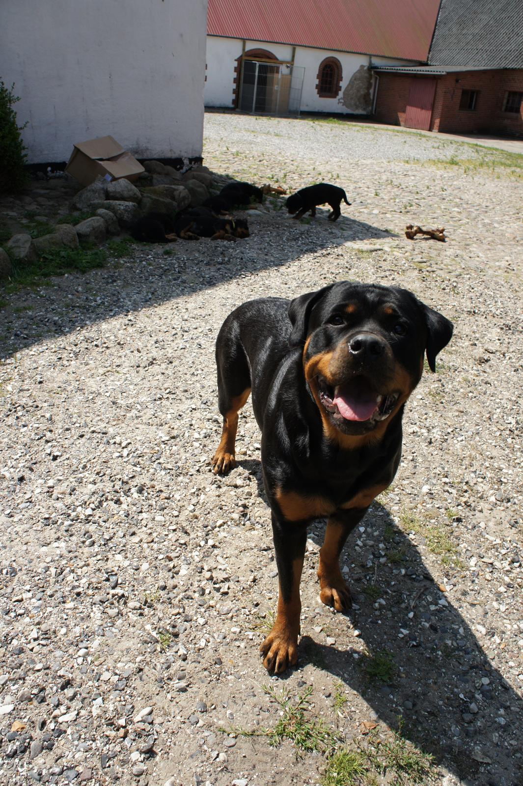 Rottweiler Enrica Vom Hause Desteny - 22 Mdr billede 1