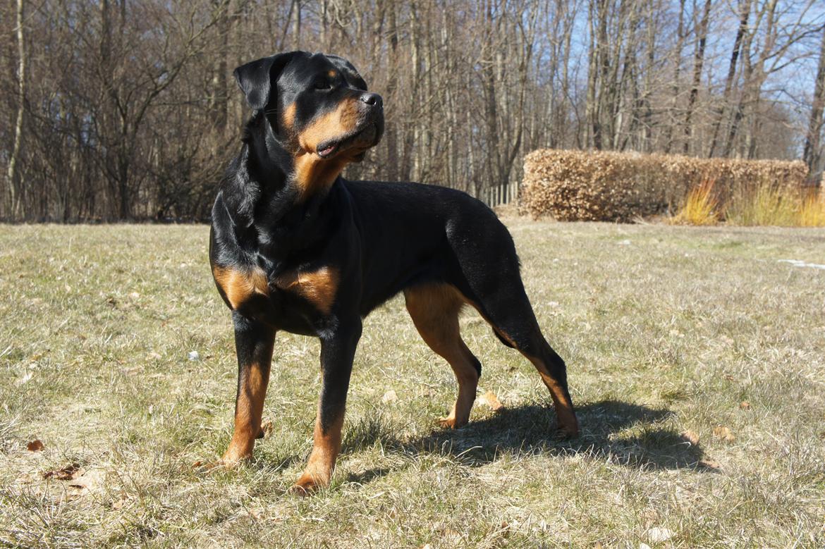 Rottweiler Enrica Vom Hause Desteny - 20 Mdr. billede 4