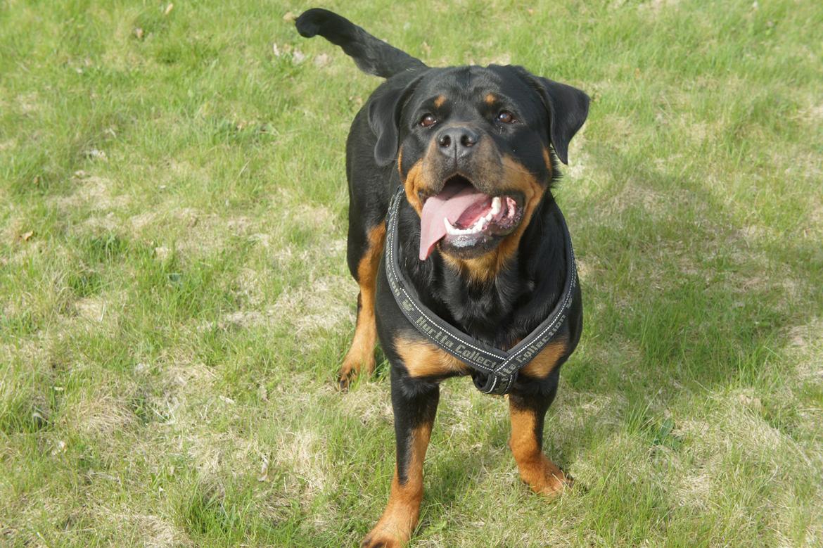 Rottweiler Enrica Vom Hause Desteny - 19 Mdr. billede 7