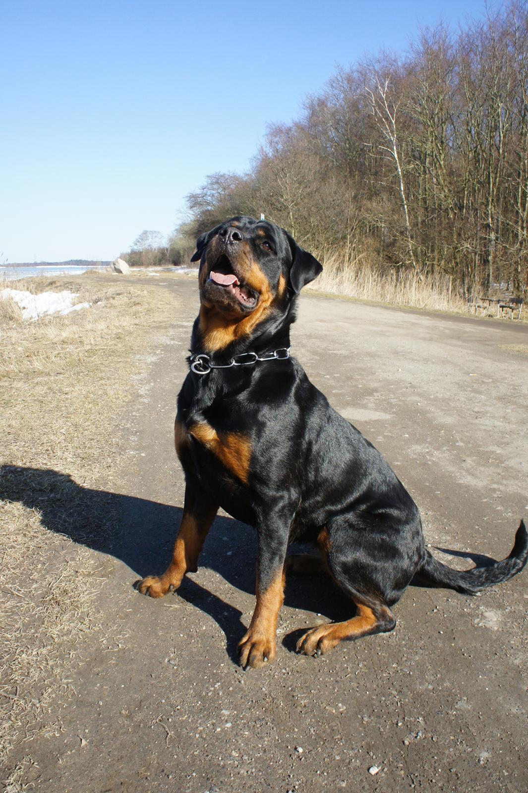 Rottweiler Enrica Vom Hause Desteny - 19 Mdr. billede 9