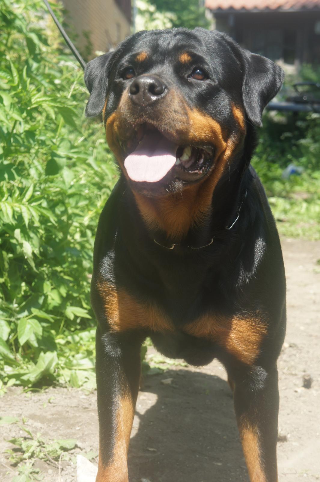 Rottweiler Enrica Vom Hause Desteny - 22 Måneder billede 2