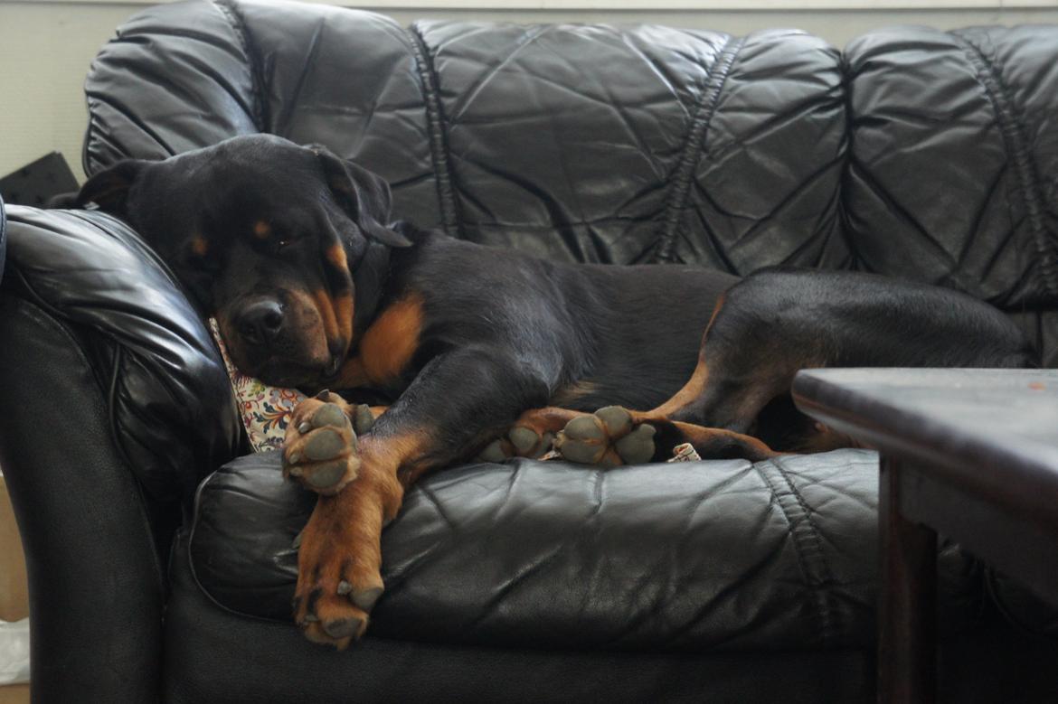 Rottweiler Enrica Vom Hause Desteny - 21 Mdr. Sovetrynen billede 3