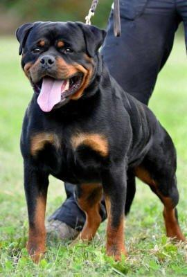 Rottweiler Enrica Vom Hause Desteny - Rica's far Astor :) billede 25