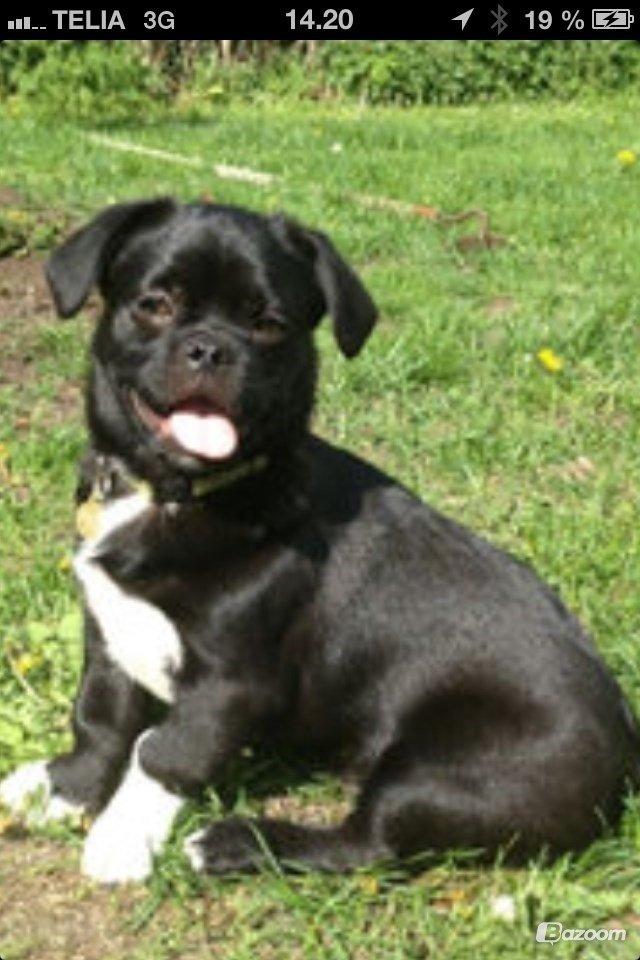 Blanding af racer Buller billede 1