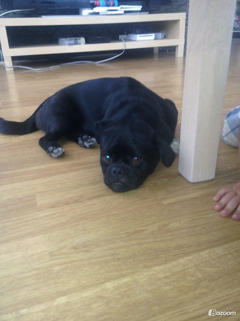 Blanding af racer Buller billede 2