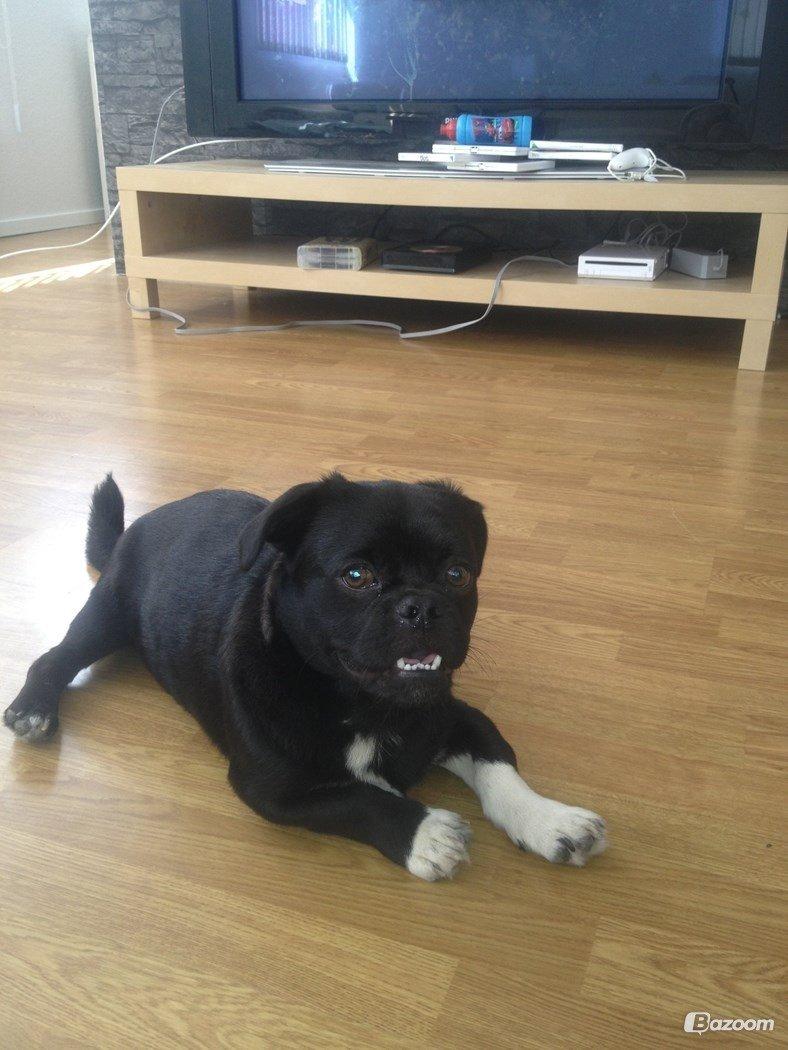 Blanding af racer Buller billede 3