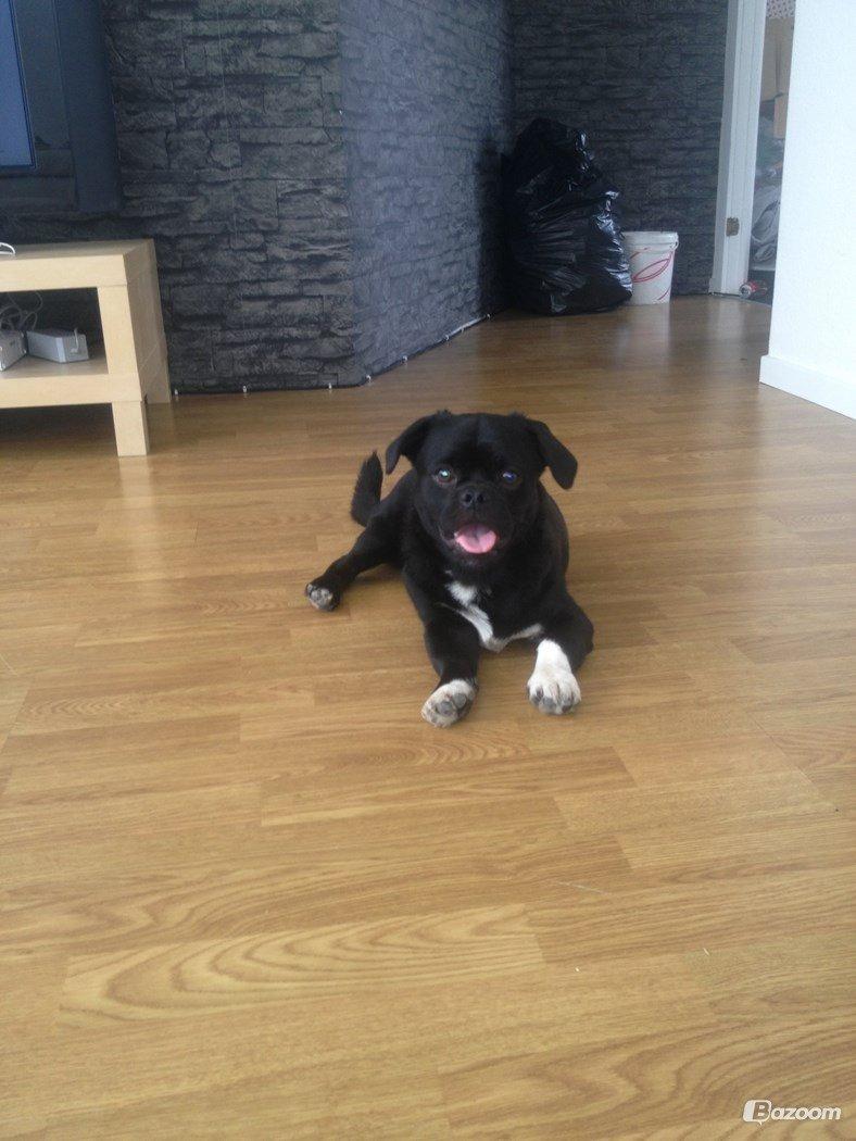 Blanding af racer Buller billede 5