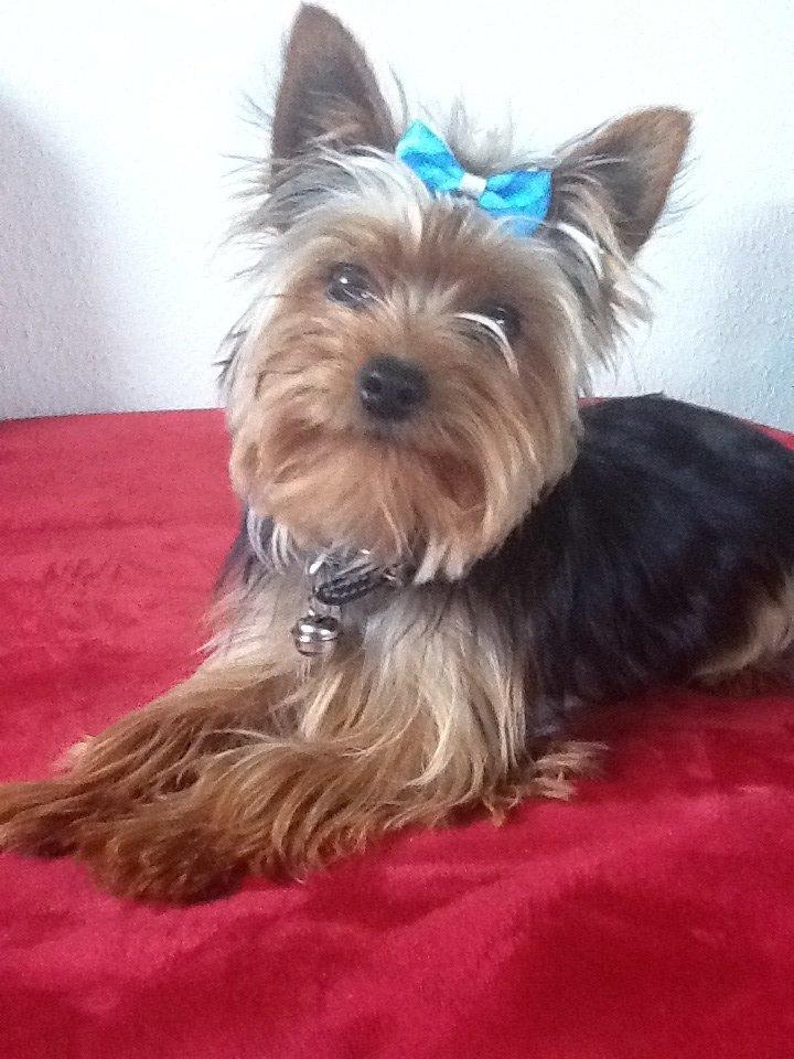 Yorkshire terrier Justin billede 1