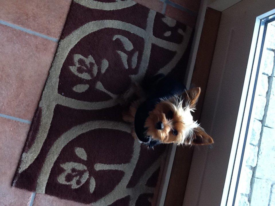 Yorkshire terrier Justin billede 2