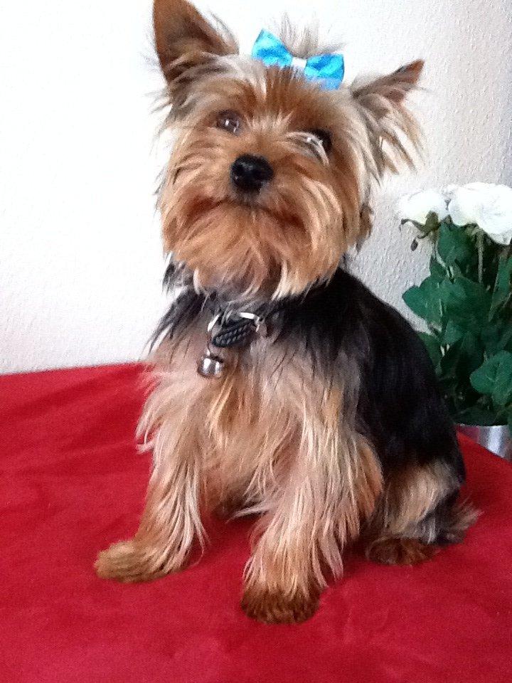 Yorkshire terrier Justin billede 3