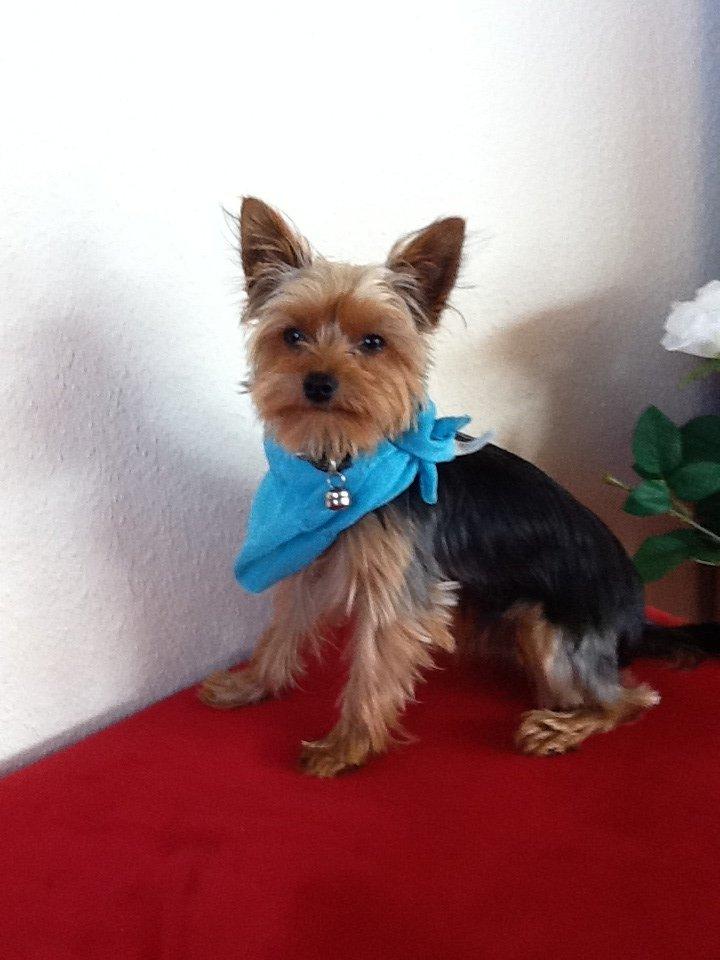 Yorkshire terrier Justin billede 4