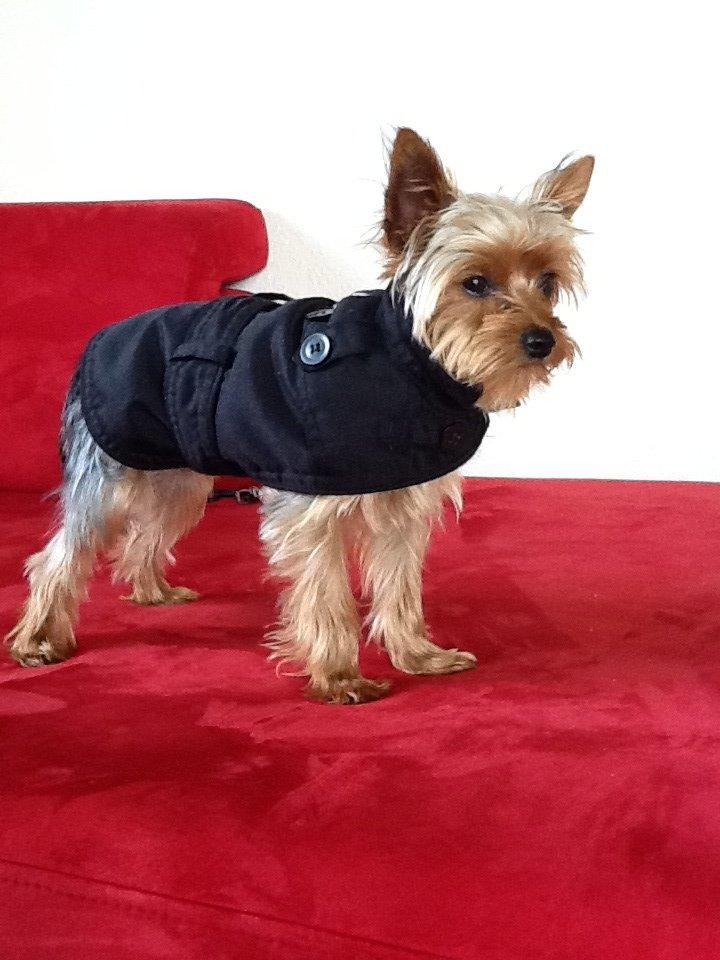 Yorkshire terrier Justin billede 5