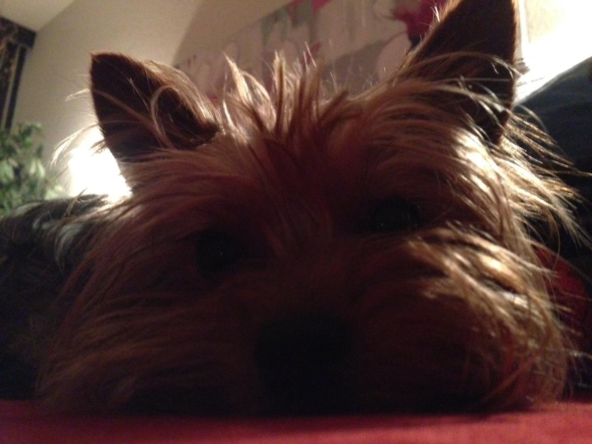 Yorkshire terrier Justin billede 8