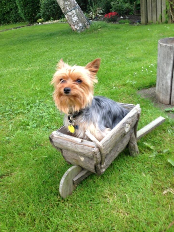 Yorkshire terrier Justin billede 6