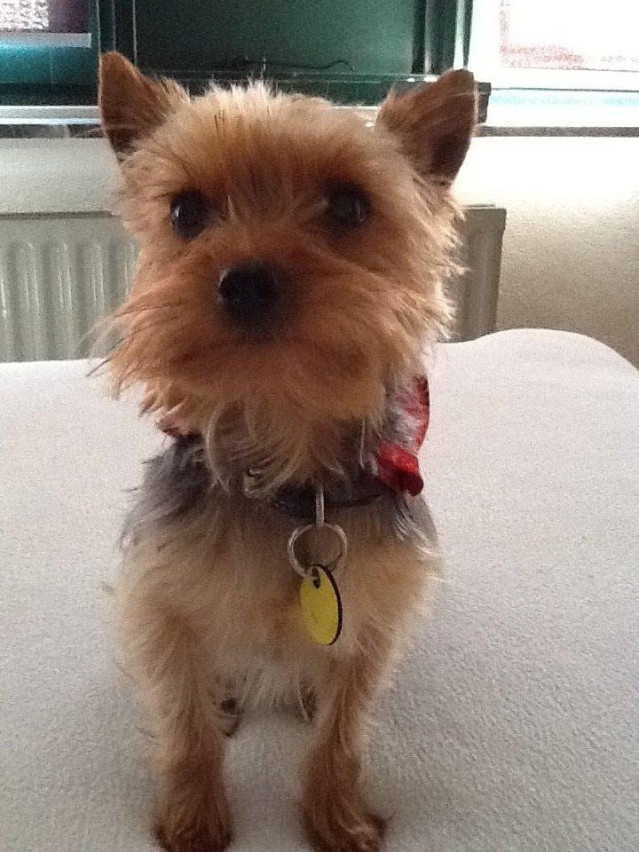 Yorkshire terrier Justin billede 7