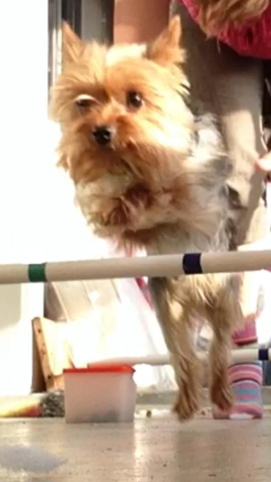 Yorkshire terrier Justin billede 9