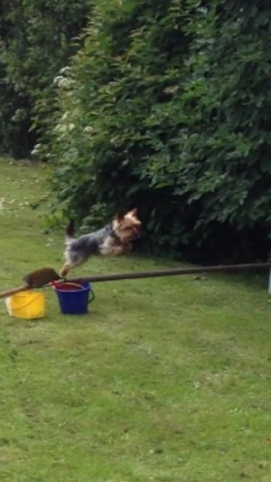 Yorkshire terrier Justin billede 10