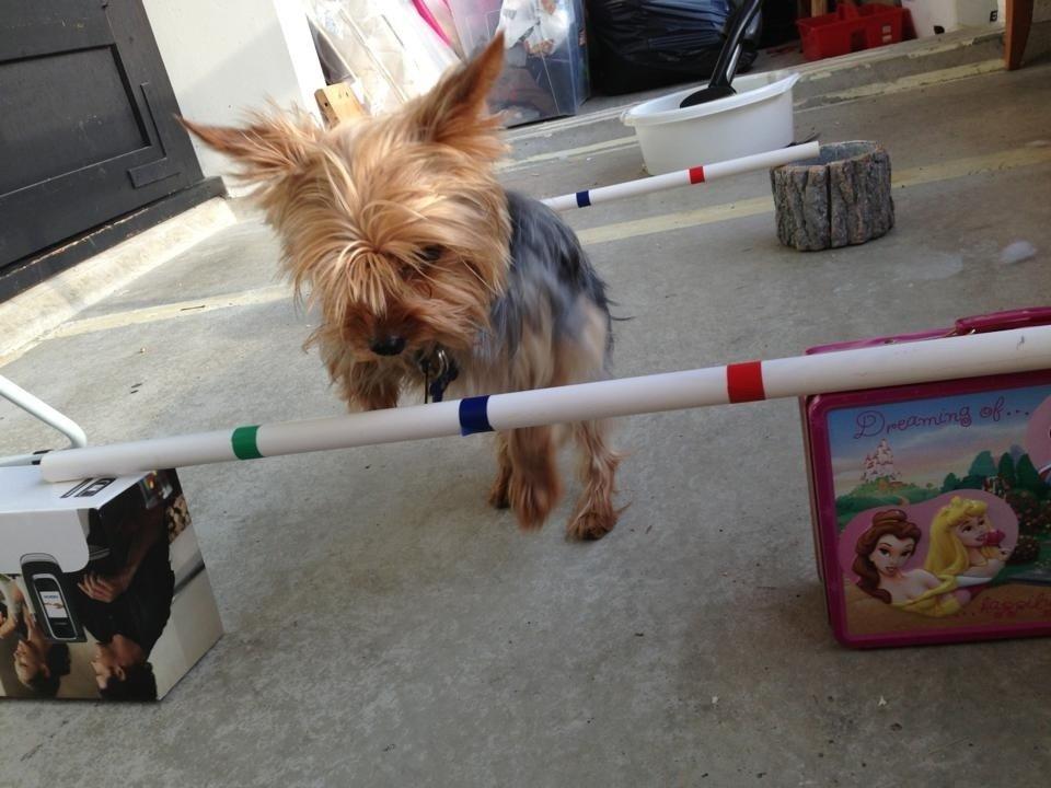 Yorkshire terrier Justin billede 11